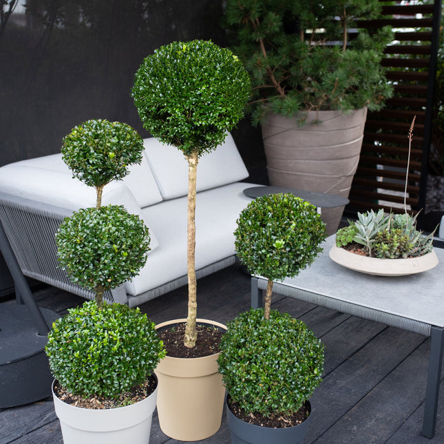Buxus Sempervirens Bol op Stam
