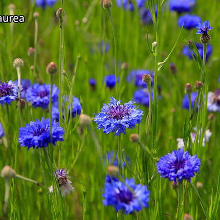 Borderpakket 'Inheems & Biodivers' - 5m² - 50 planten