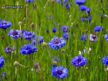 Afbeelding in Gallery-weergave laden, Borderpakket &#39;Inheems &amp; Biodivers&#39; - 5m² - 50 planten
