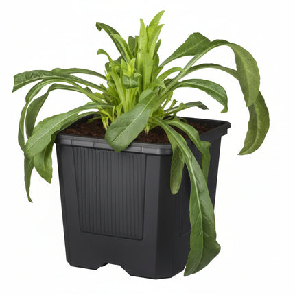 Centaurea_jacea_-_Knoopkruid_P9 op witte achtergrond