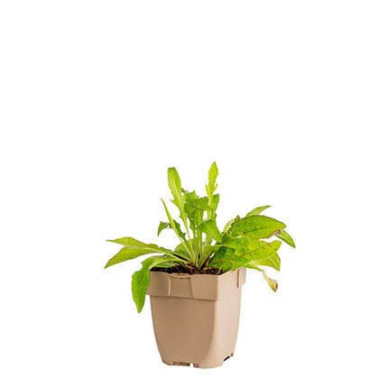 Centaurea jacea - Knoopkruid