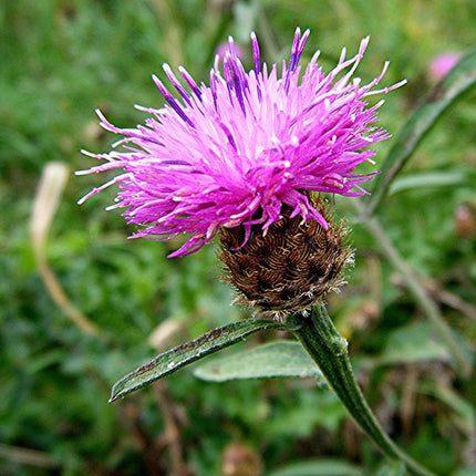 Close-up van Centaurea jacea (knoopkruid) met een felroze tot paarse bloem op een stevige groene steel, boven een bruine geschubde bloemknop, tegen een onscherpe groene achtergrond van gras.