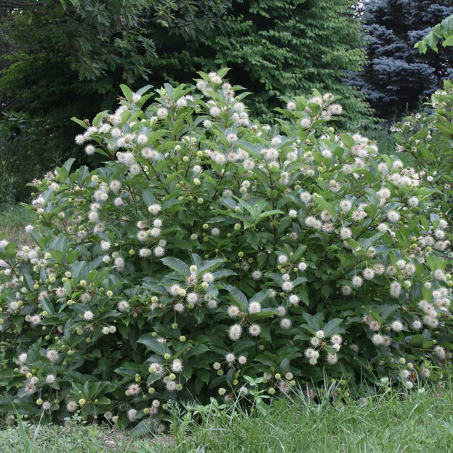 Cephalanthus 'Magical Moonlight' - Kogelbloem