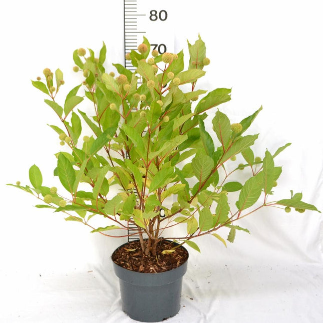 Cephalanthus occidentalis - Kogelbloem