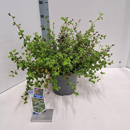 Ceratostigma griffithii - Loodkruid