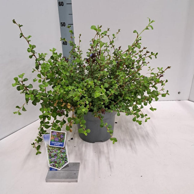 Ceratostigma griffithii - Loodkruid