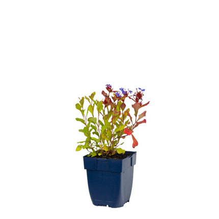 Ceratostigma plumbaginoides - Loodkruid