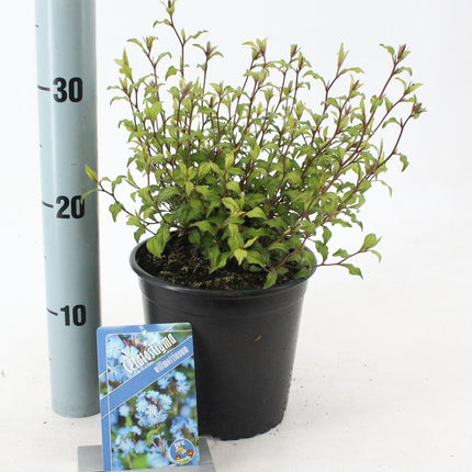 Ceratostigma willmottianum - Loodkruid
