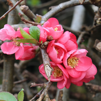 Chaenomeles superba 'Pink Lady' - Japanse Kwee