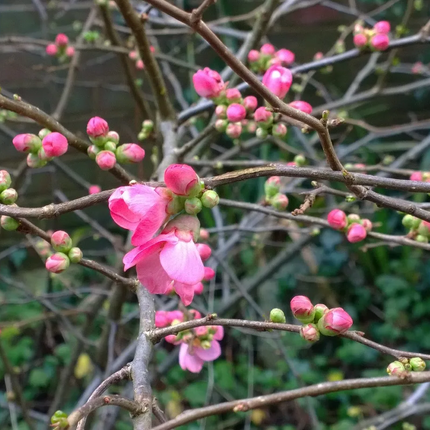 Chaenomeles superba 'Pink Lady' - Japanse Kwee