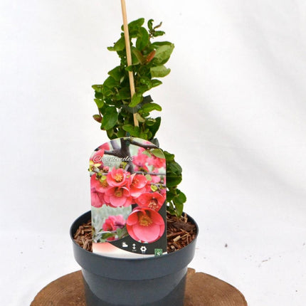 Chaenomeles superba 'Pink Lady' - Japanse Kwee
