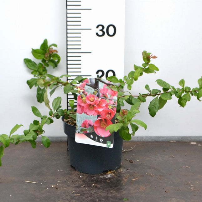 Chaenomeles superba 'Pink Trail' - Japanse Kweepeer