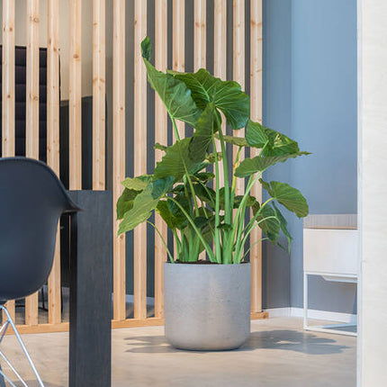 Pottery Pots - Charlie - XXL - Grey Washed