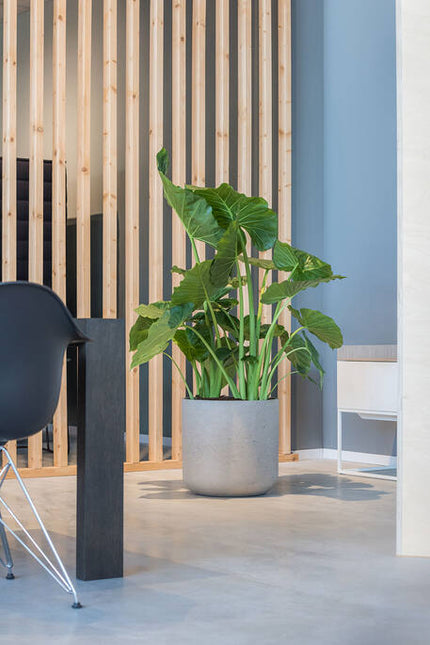 Pottery Pots - Charlie - XXL - Grey Washed