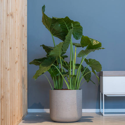 Pottery Pots - Charlie - XXL - Grey Washed