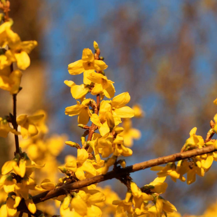 Forsythia intermedia 'Spectabilis' - Chinees klokje