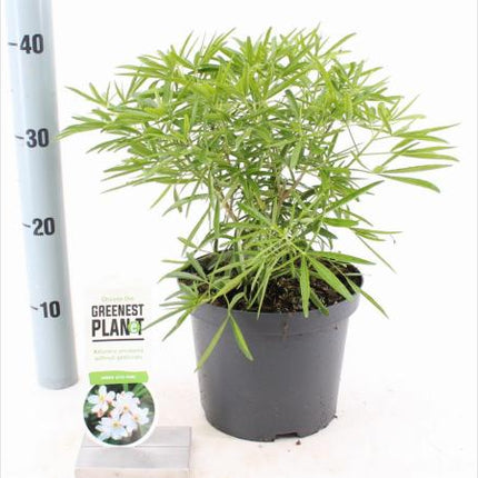 Choisya 'Aztec Pearl' - Mexicaanse oranjebloesem