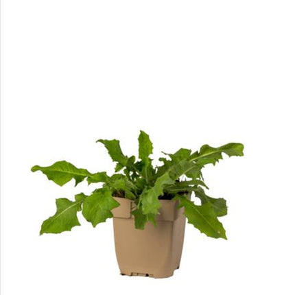 Cichorium intybus (wilde cichorei) in een beige kweekpot, met langwerpige, diep ingesneden groene bladeren die rozetvormig uit de pot groeien, tegen een witte achtergrond.