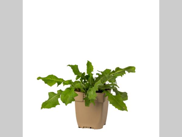 Cichorium intybus (wilde cichorei) in een beige kweekpot, met langwerpige, diep ingesneden groene bladeren die rozetvormig uit de pot groeien, tegen een witte achtergrond.