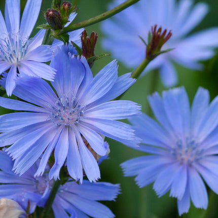 Cichorium intybus (wilde cichorei) met lichtblauwe bloemen met smalle lintbloemen en een fijn vertakt hart, bloeiend op slanke stelen tegen een groene achtergrond.