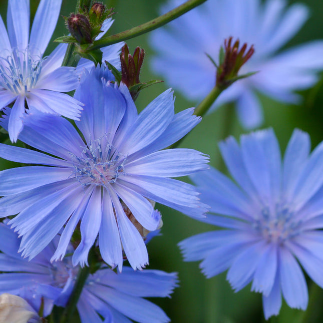 Cichorium intybus (wilde cichorei) met lichtblauwe bloemen met smalle lintbloemen en een fijn vertakt hart, bloeiend op slanke stelen tegen een groene achtergrond.