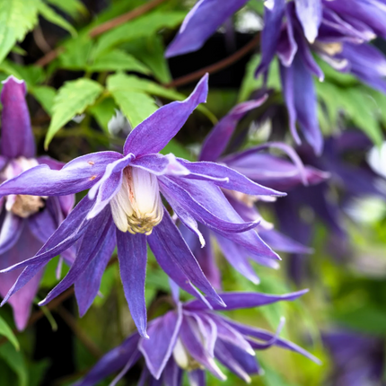 Clematis 'Alpina' - Paarse bosrank