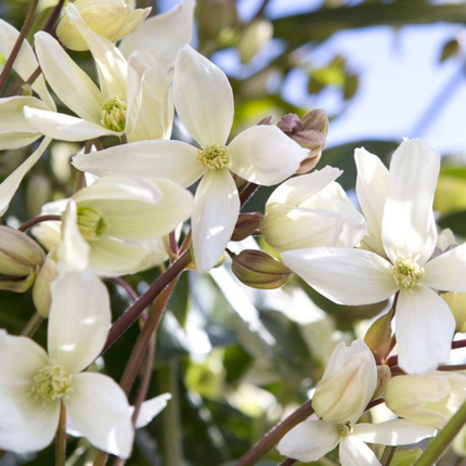 Clematis 'Armandii' - Witte bosrank