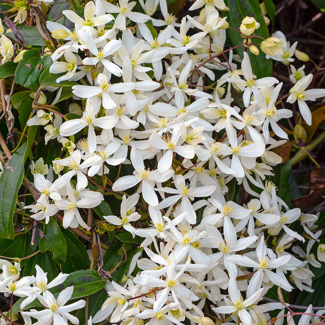 Breder beeld van meerdere bloeiende Clematis ‘Armandii’ (Witte bosrank), met een overvloed aan stervormige, witte bloemen tegen een achtergrond van donkergroen blad.