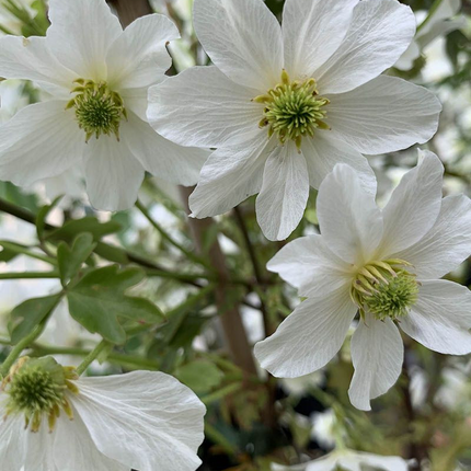 Clematis 'Early Sensation' - Witte bosrank