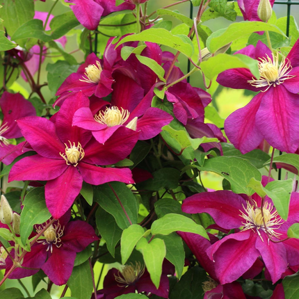Clematis 'Ernest Markham' - Rode bosrank