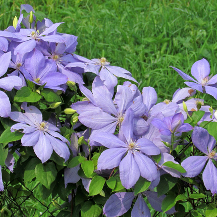 Clematis 'Justa' - Lila bosrank