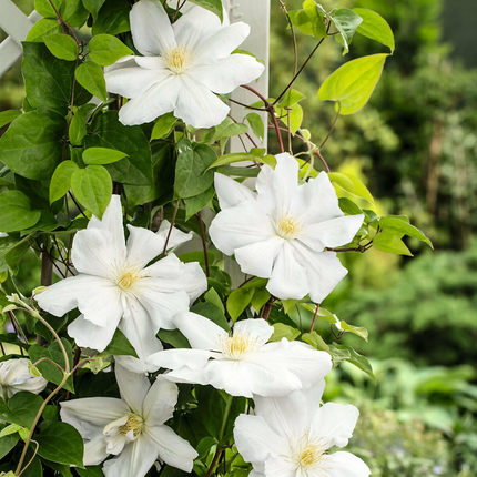 Clematis 'Madame Le Coultre' - Witte bosrank