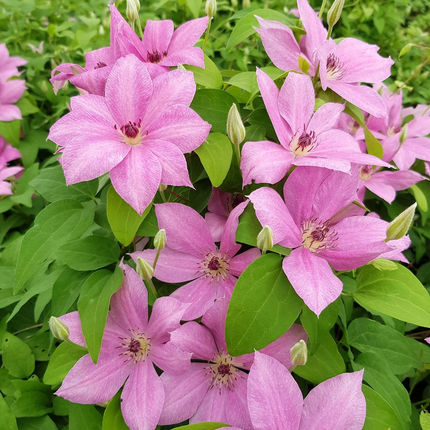Clematis 'Margaret Hunt' - Roze bosrank