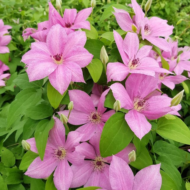 Clematis 'Margaret Hunt' - Roze bosrank