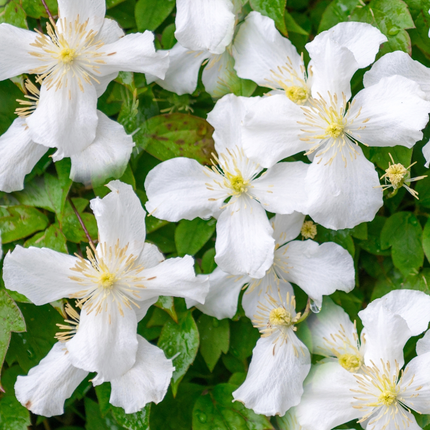Clematis Montana 'Grandiflora' - Witte bosrank