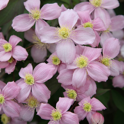 Clematis Montana 'Rubens' - Roze bosrank