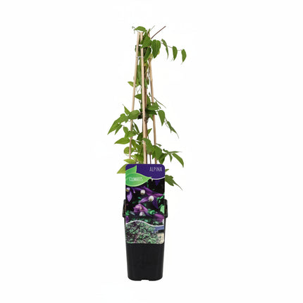 Clematis alpina klimplant in pot met paarse bloemen – Alpenbosrank
