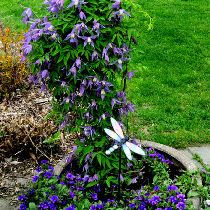 Clematis ‘Alpina’ (Paarse bosrank) in de tuin, rankend langs een pergola of schutting en rijk bloeiend met paarse, knikkende bloemen in het voorjaar.