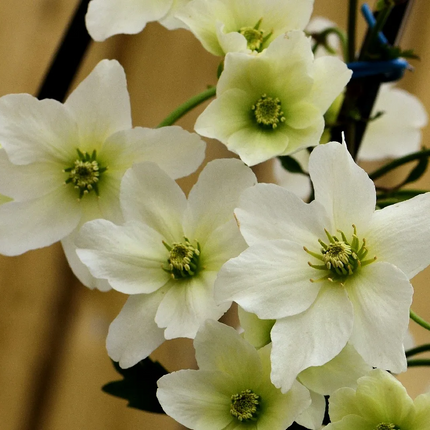 Clematis cartmanii 'Joe' - Witte bosrank