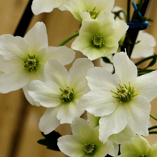Clematis cartmanii 'Joe' - Witte bosrank