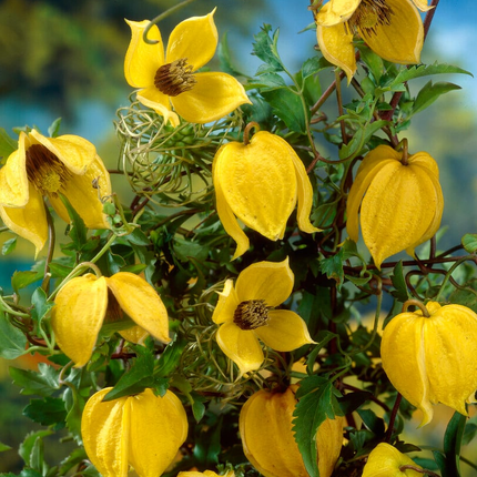Clematis 'Tangutica' - Gele bosrank
