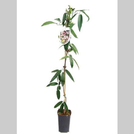 Clematis Armandii 'Apple Blossom' - Wit/roze bosrank