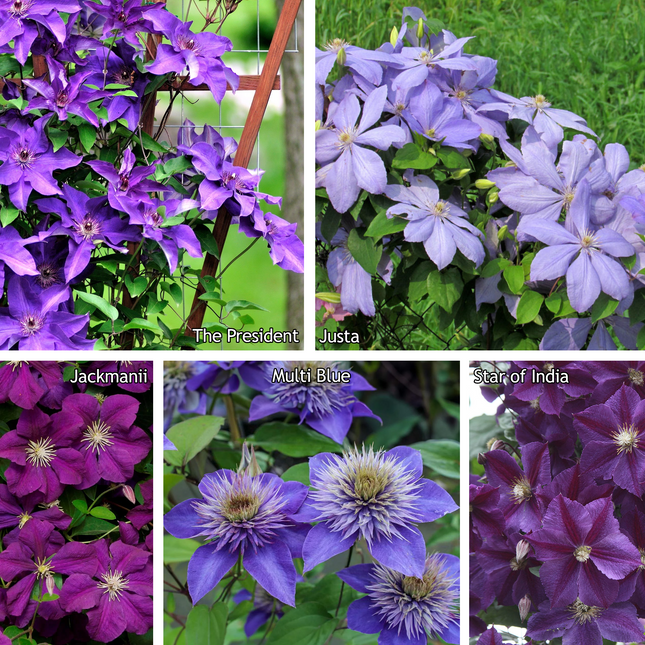 Clematis mix - Blauw/Paars - Pakket van 10