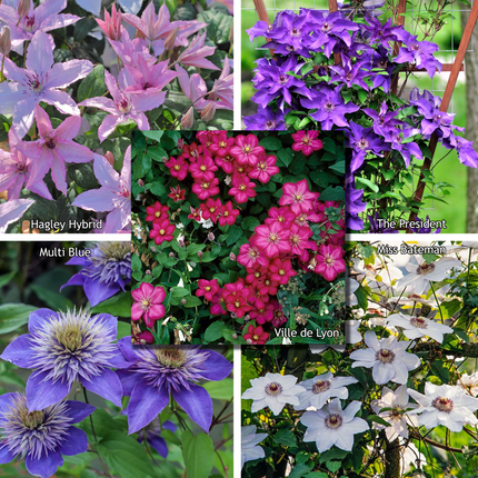Clematis mix - Kleur - Pakket van 10