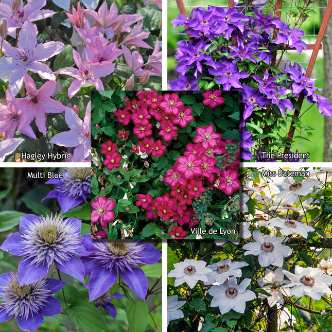 Clematis mix - Kleur - Pakket van 10