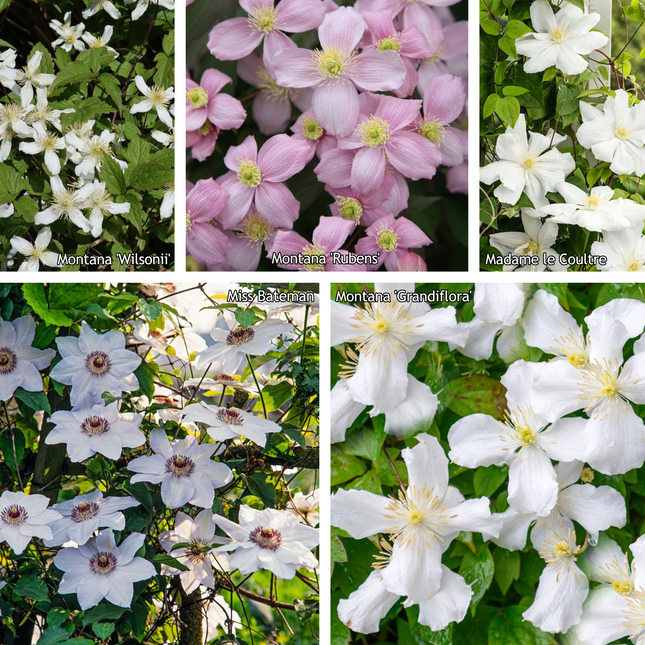 Clematis mix - Wit/Roze - Pakket van 10
