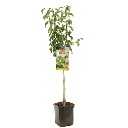 Pyrus comm. Conference - Handpeer laagstam