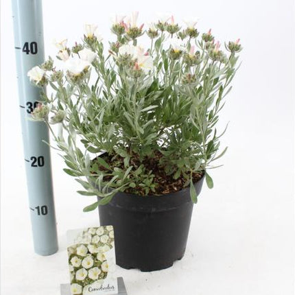 Convolvulus cneorum – Zilverwinde