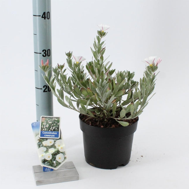 Convolvulus cneorum – Zilverwinde