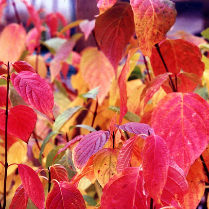 Cornus sanguinea 'Anny's Winter Orange' - Rode kornoelje met kluit